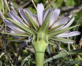 Tragopogon porrifolius подвид eriospermus