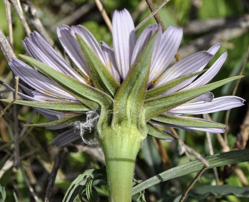 Image of Tragopogon porrifolius ssp. eriospermus specimen.