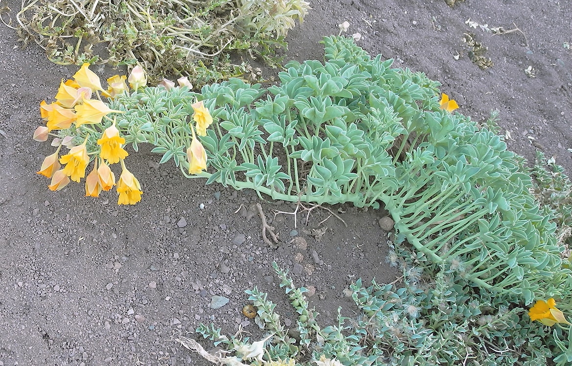 Изображение особи Tropaeolum incisum.