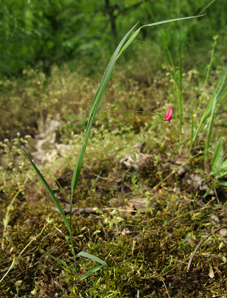 Image of Lathyrus nissolia specimen.