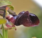 Ophrys mammosa