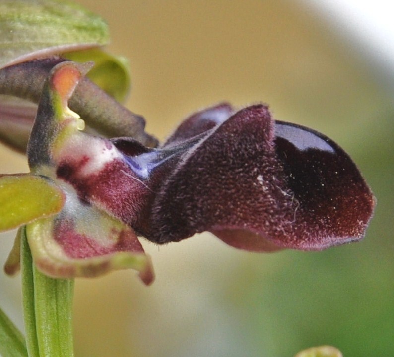 Image of Ophrys mammosa specimen.