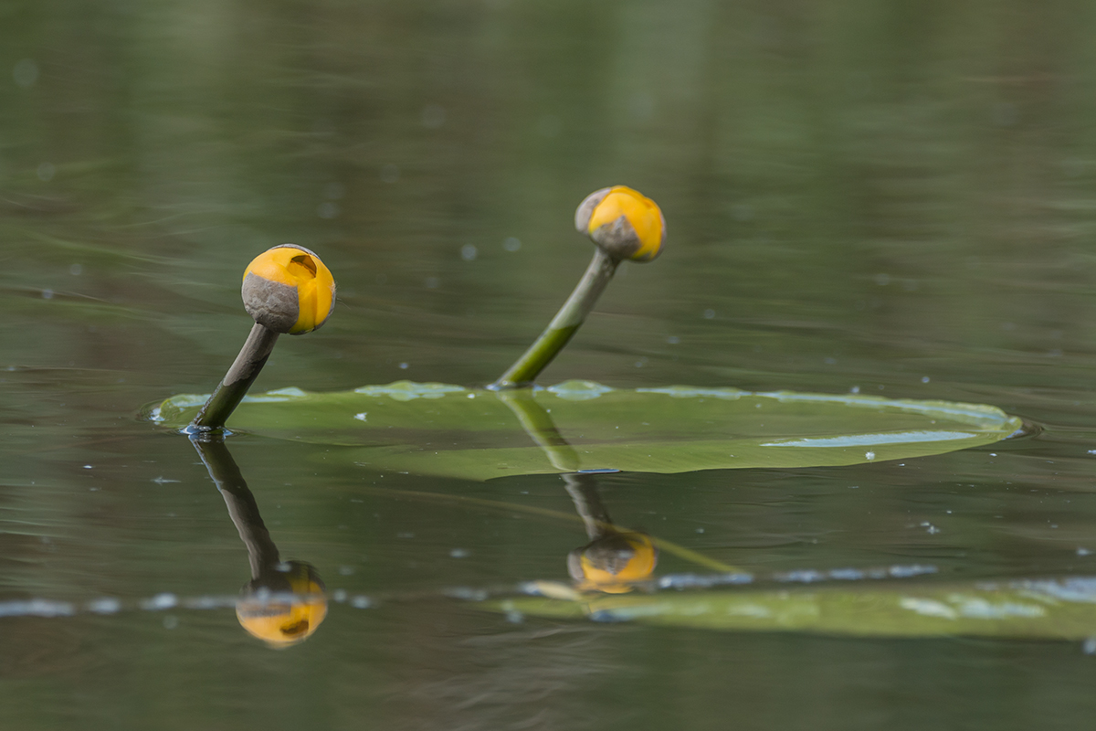 Изображение особи Nuphar lutea.