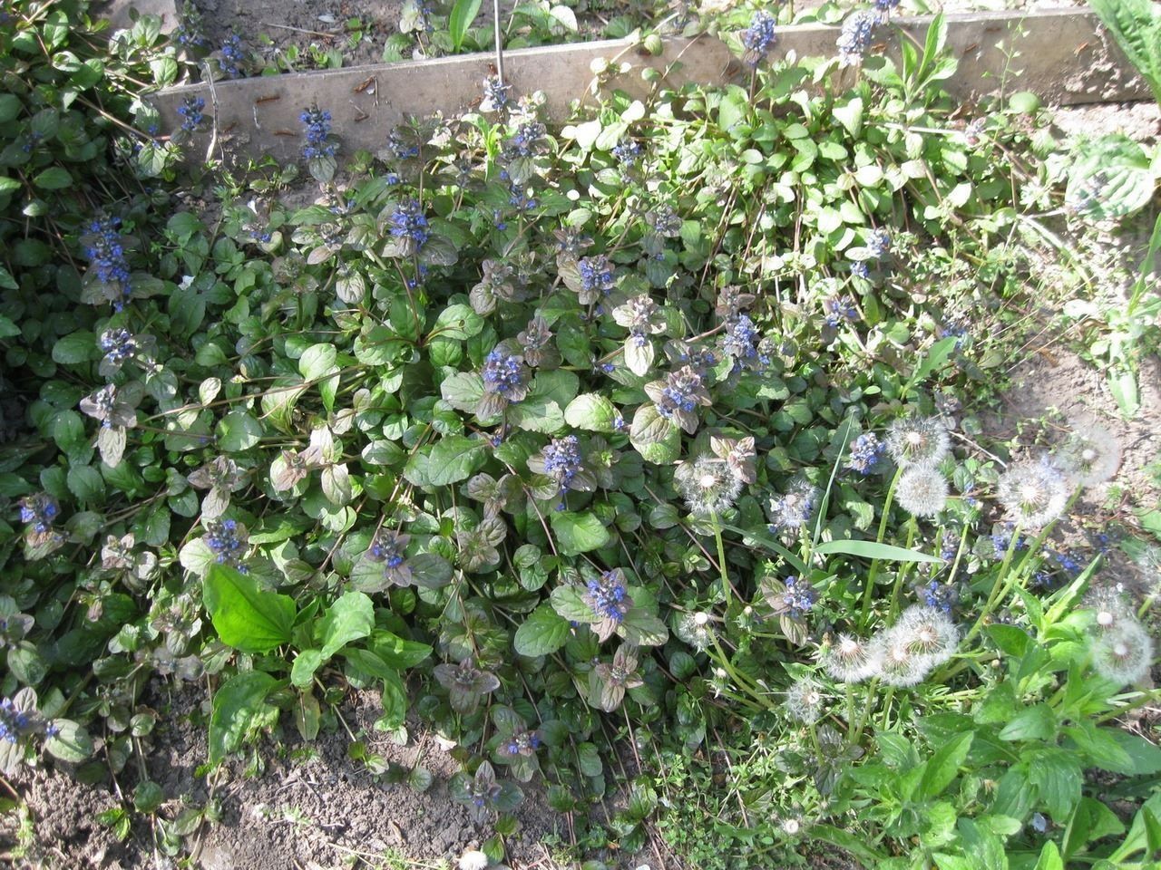 Image of Ajuga reptans specimen.