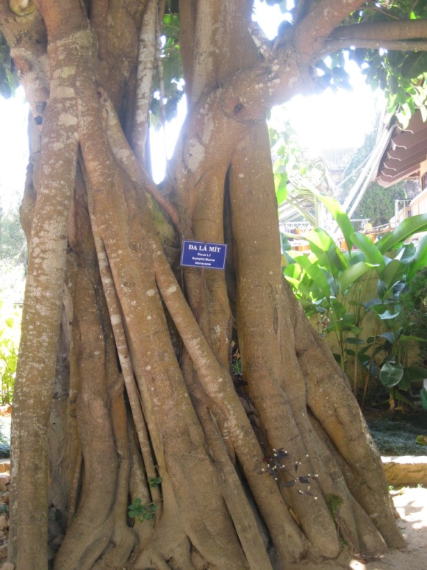 Image of Ficus religiosa specimen.