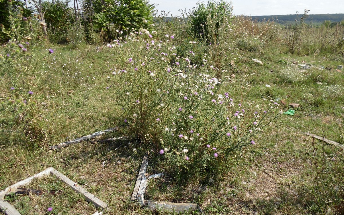 Изображение особи Carduus acanthoides.