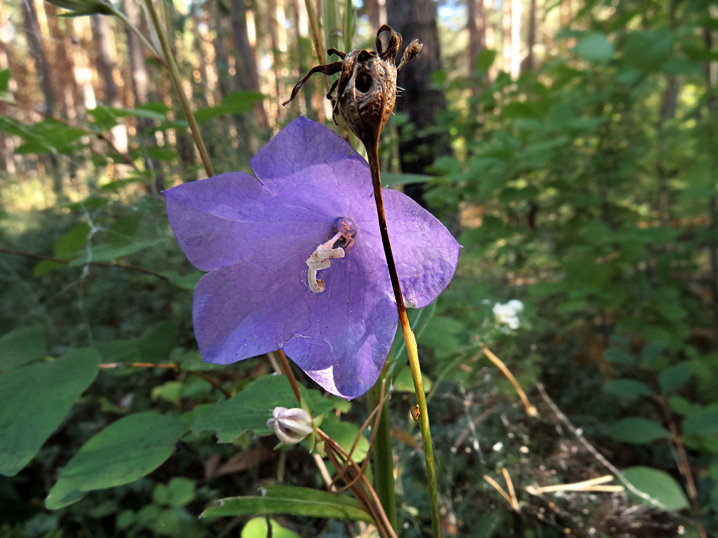 Image of Campanula persicifolia specimen.