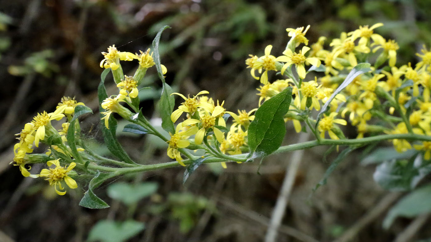 Image of Solidago virgaurea specimen.