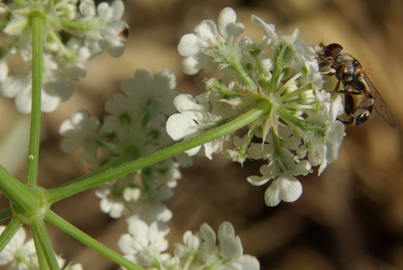 Изображение особи Astrodaucus littoralis.