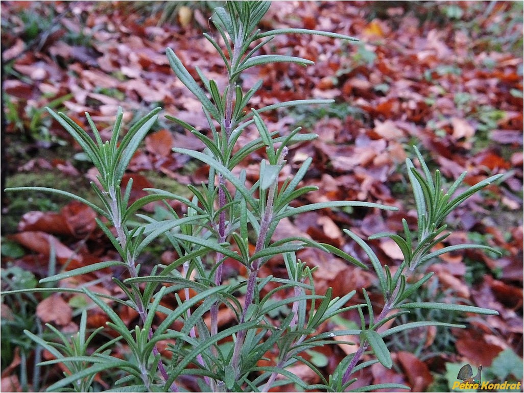 Image of Rosmarinus officinalis specimen.