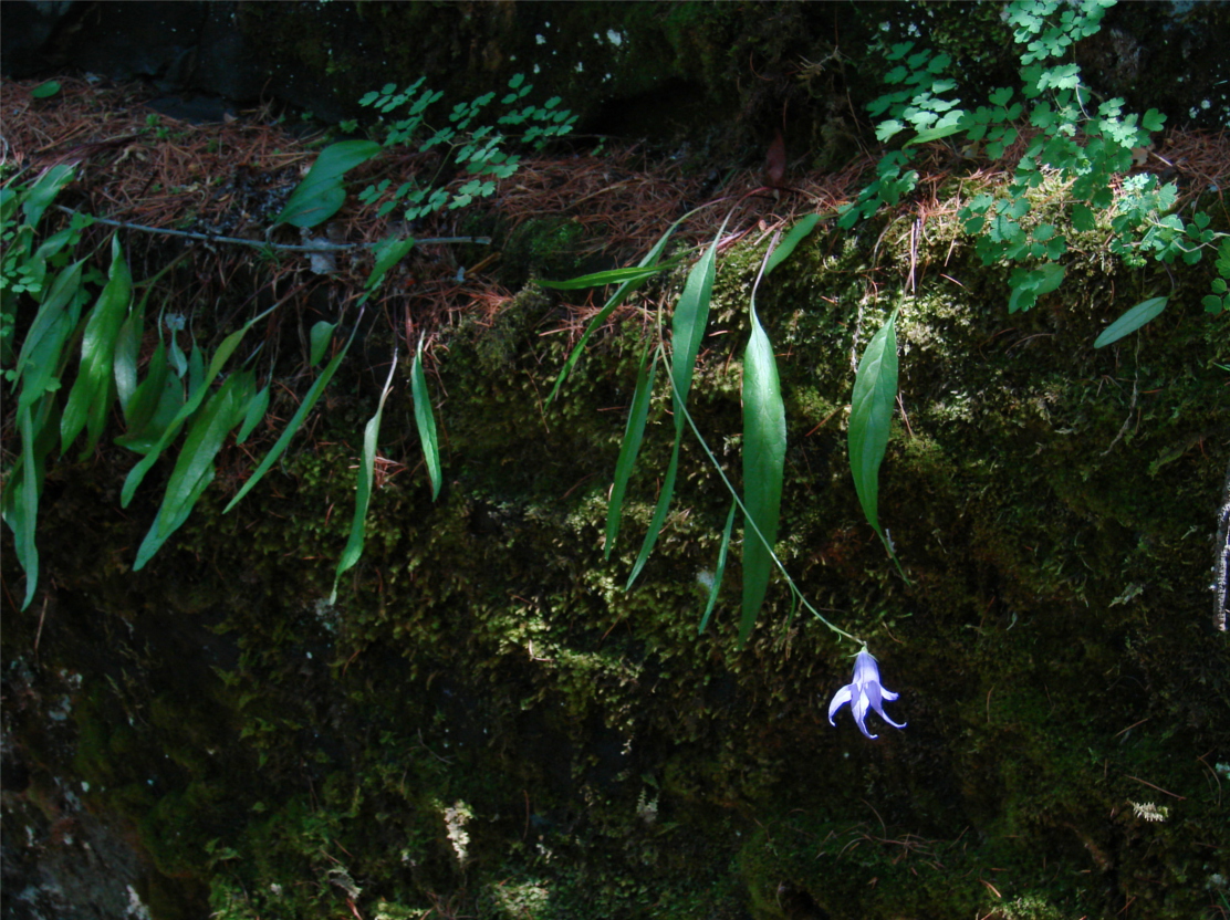 Изображение особи Campanula turczaninovii.