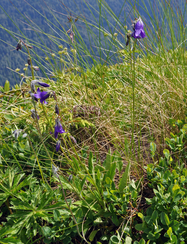 Image of Campanula sphaerocarpa specimen.