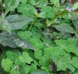 Oxalis variety corymbosa