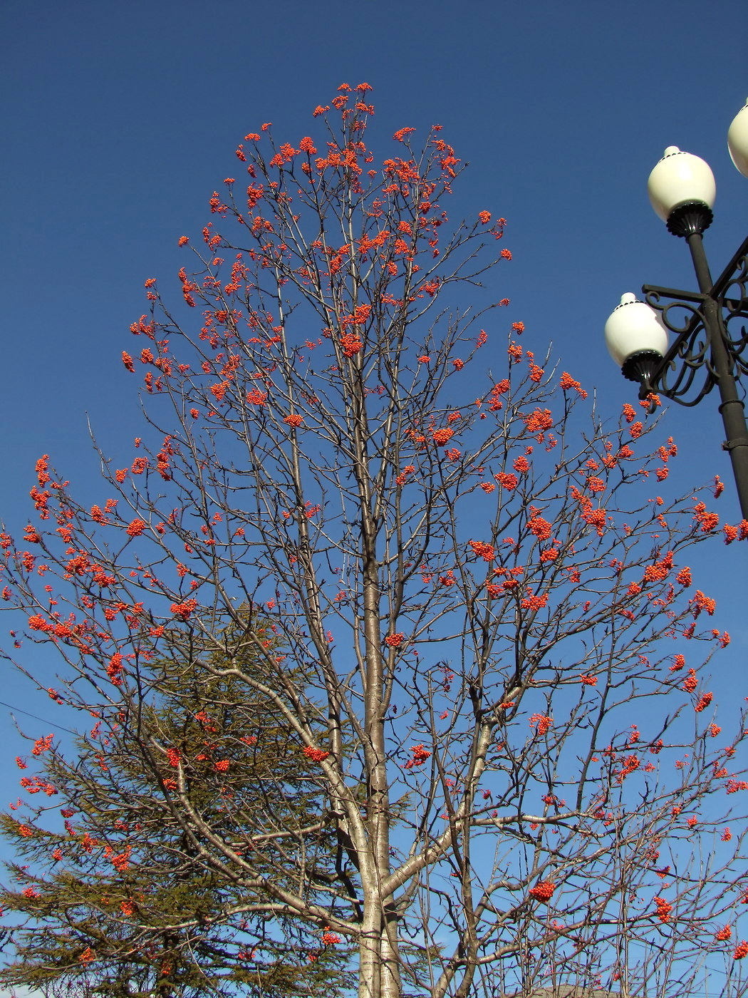 Image of Sorbus sibirica specimen.