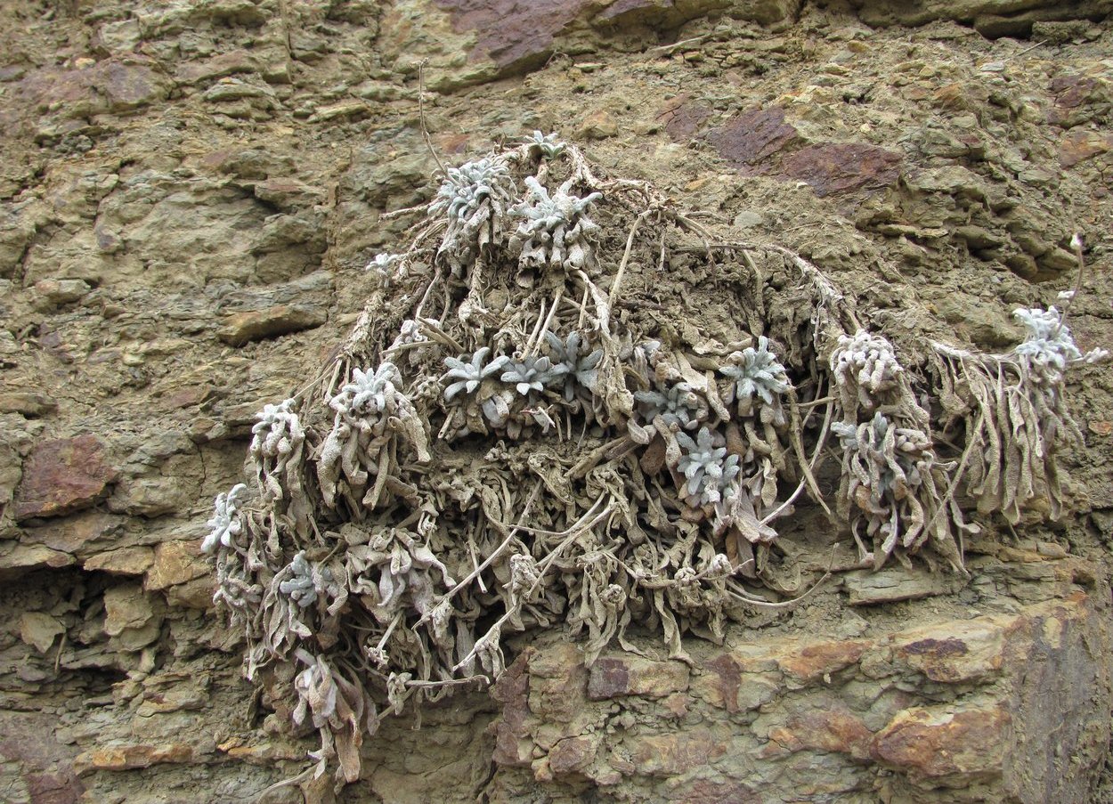 Image of Salvia canescens var. daghestanica specimen.