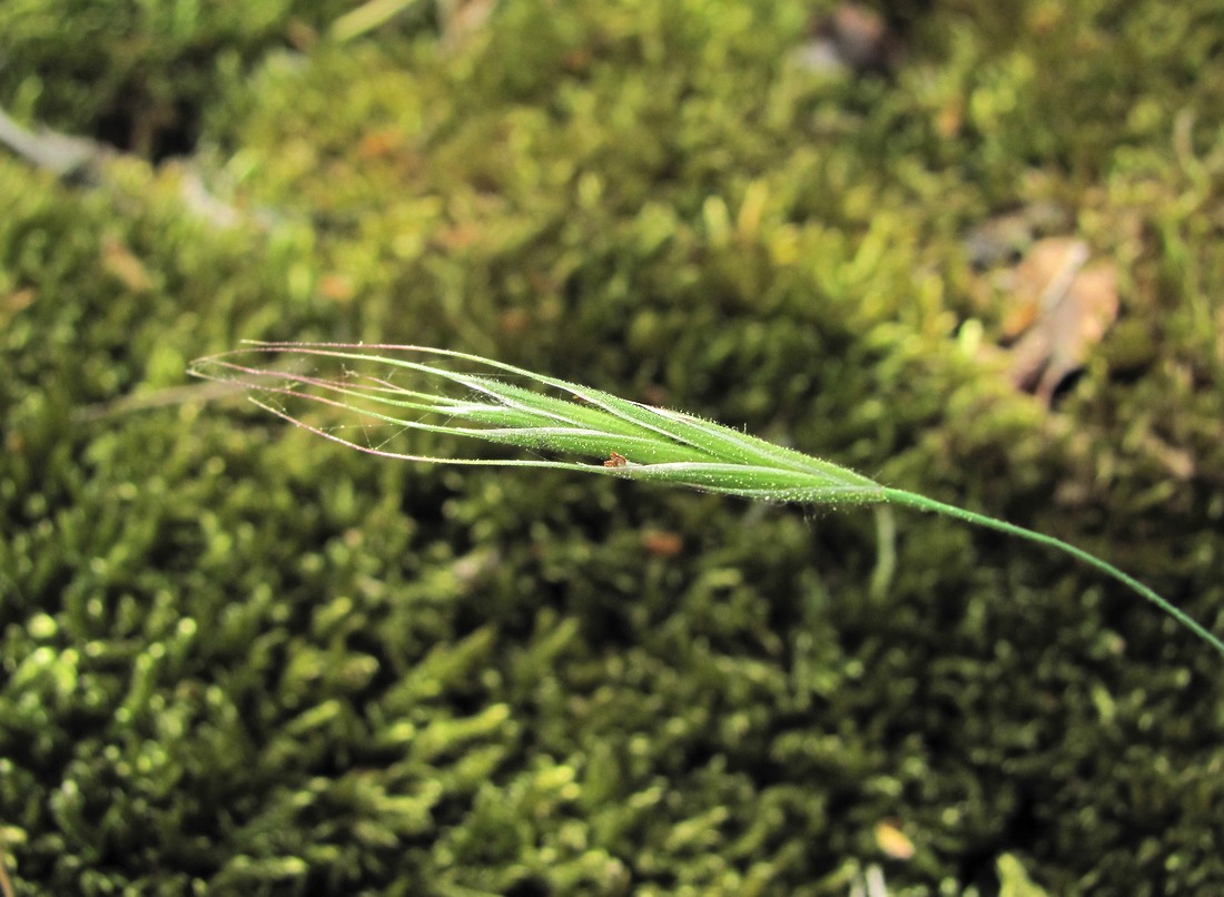 Image of familia Poaceae specimen.