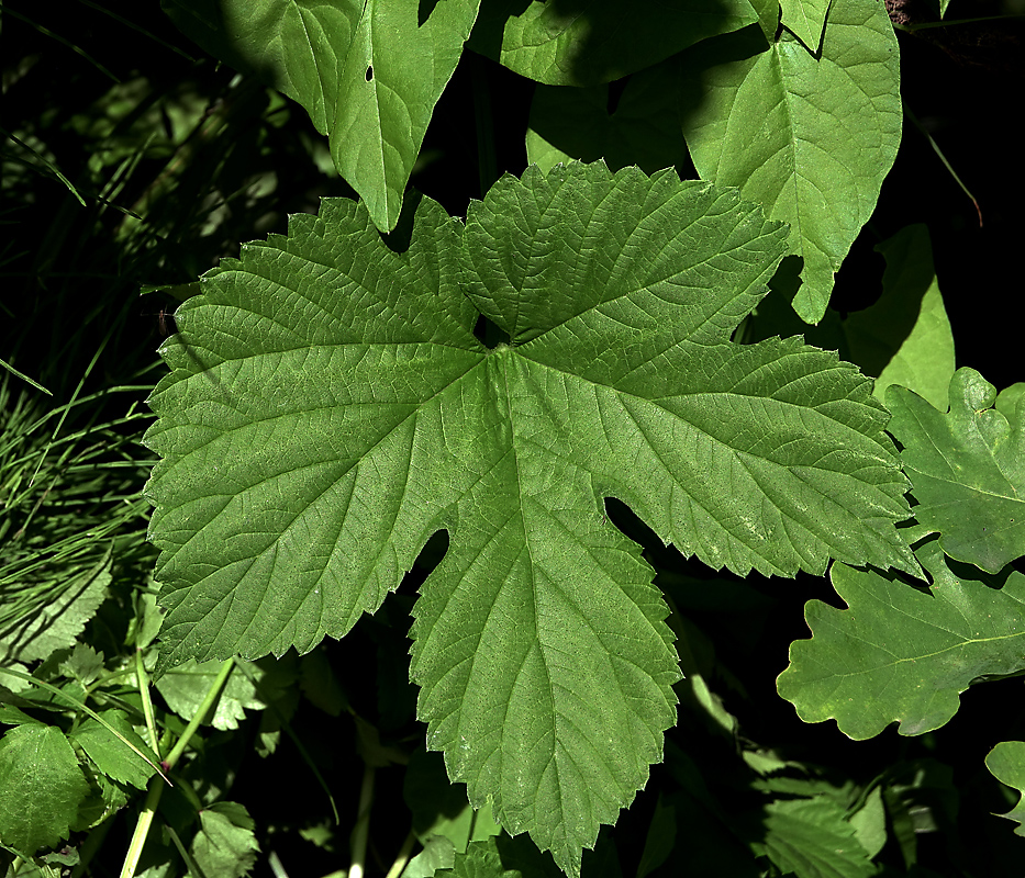 Image of Humulus lupulus specimen.