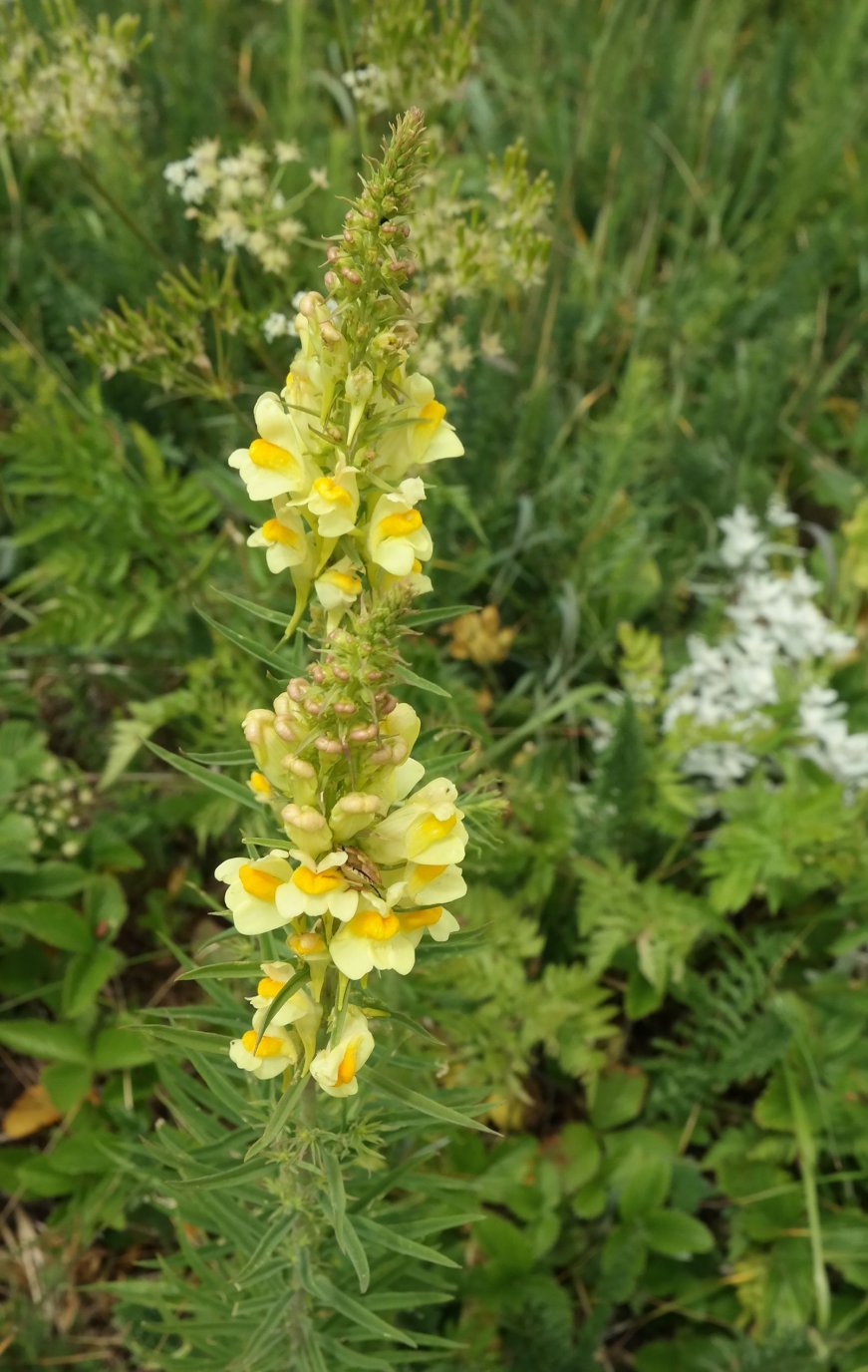 Image of genus Linaria specimen.