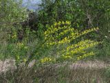 Chamaecytisus ruthenicus