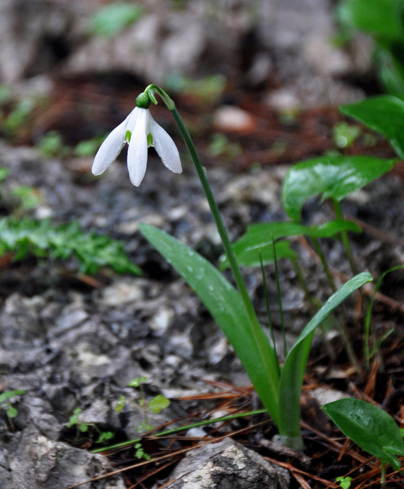 Изображение особи род Galanthus.