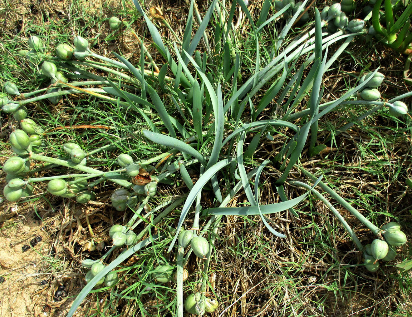 Изображение особи Pancratium maritimum.