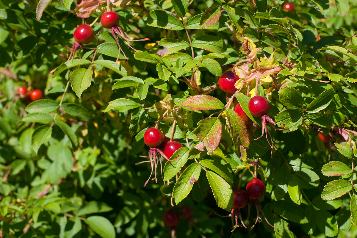 Image of genus Rosa specimen.