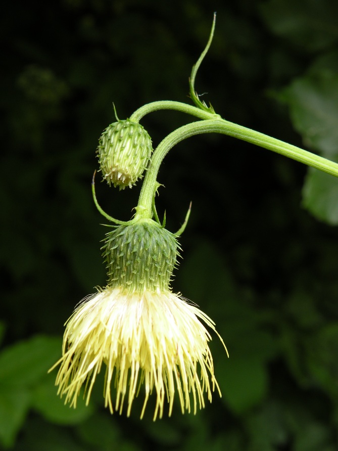 Image of Cirsium erisithales specimen.