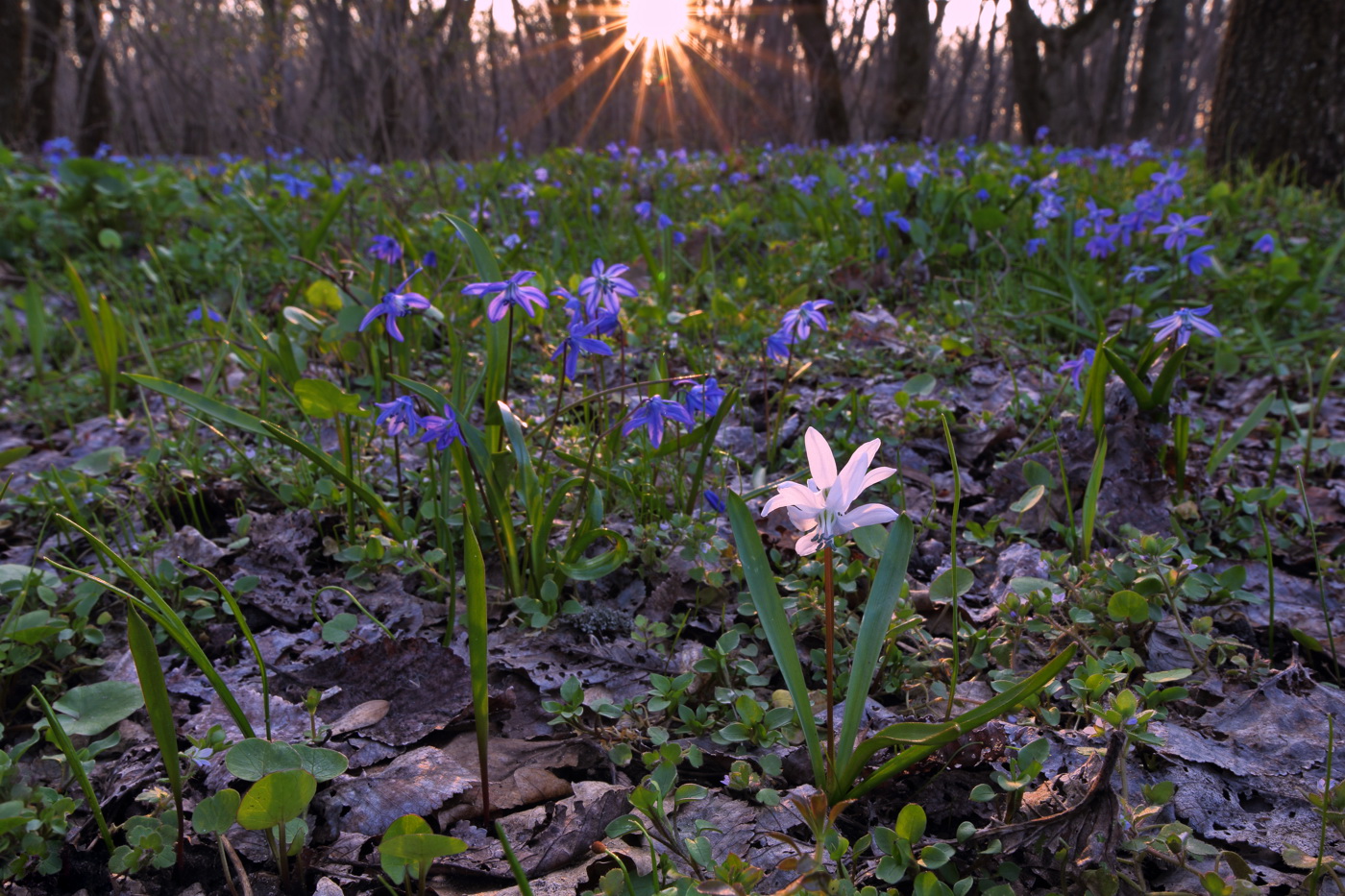 Image of Scilla siberica specimen.