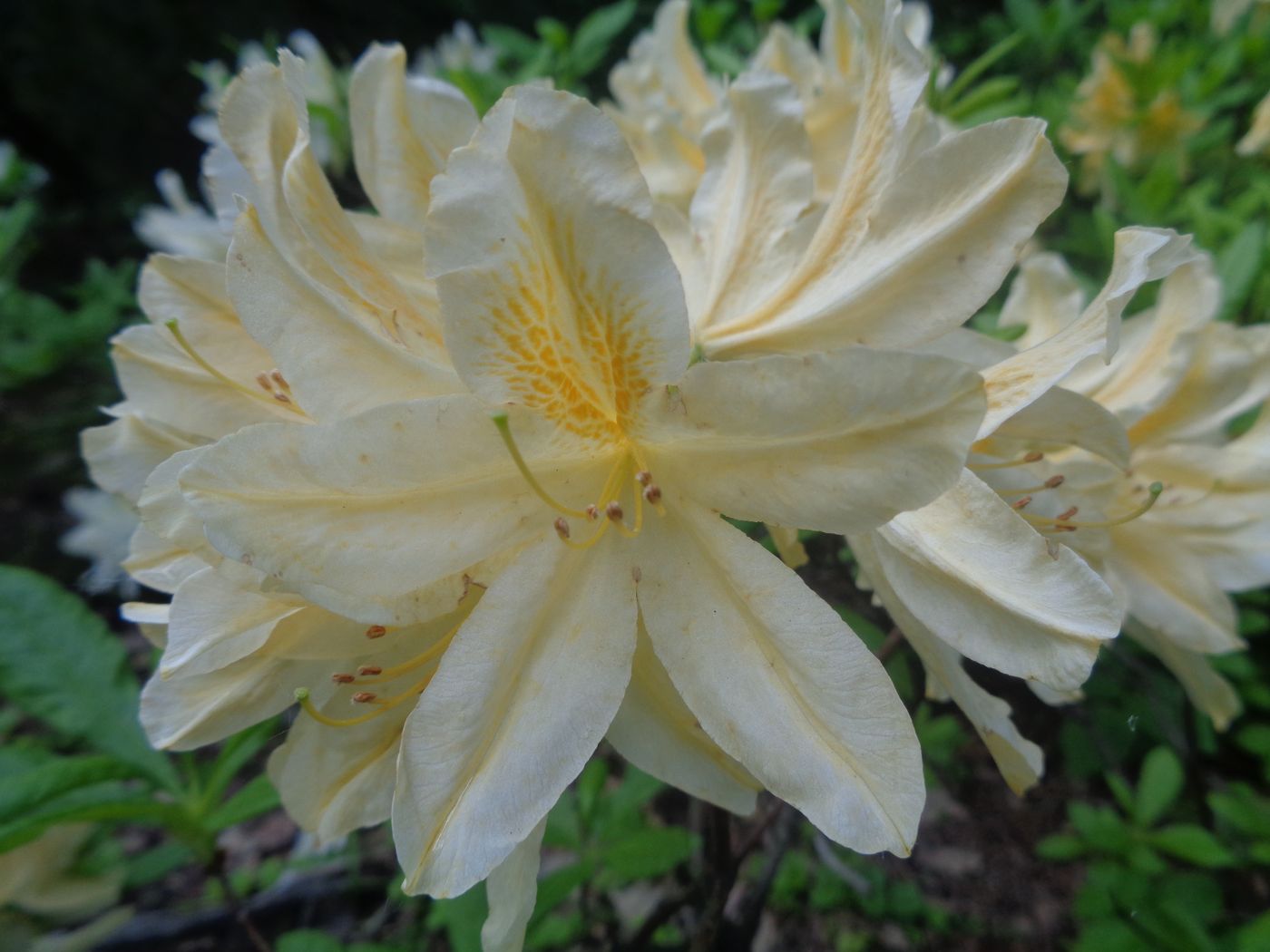 Image of genus Rhododendron specimen.