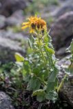 Senecio taraxacifolius