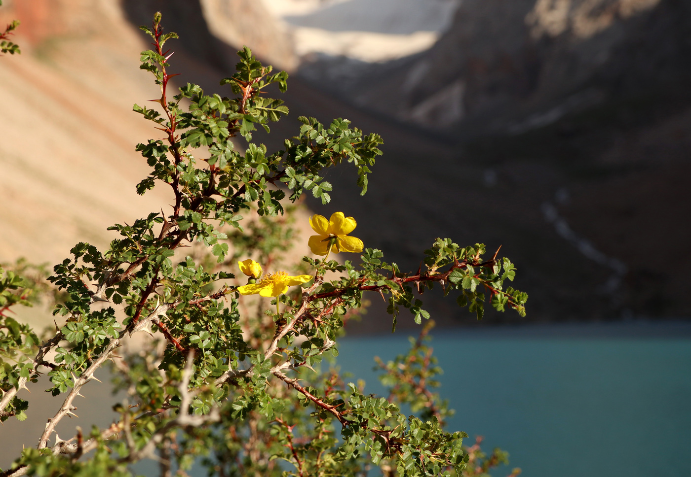 Image of genus Rosa specimen.