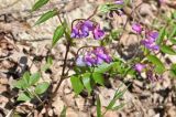 Lathyrus vernus. Цветущее растение. Республика Адыгея, Майкопский р-н, окр. пос. Каменномостский (Хаджох), правый борт долины р. Мишоко, крутой склон, поросший дубовым лесом. 08.04.2019.