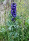 genus Aconitum. Цветущее растение. Алтай, плоскогорье Укок, Джумалинские ключи (выс. около 2400 м н.у.м.). 22.07.2010.