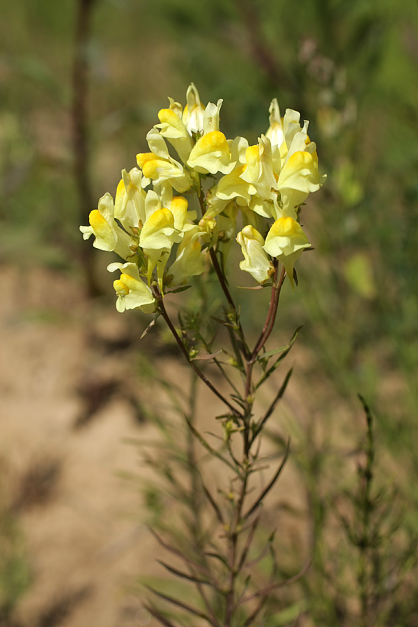 Изображение особи Linaria vulgaris.