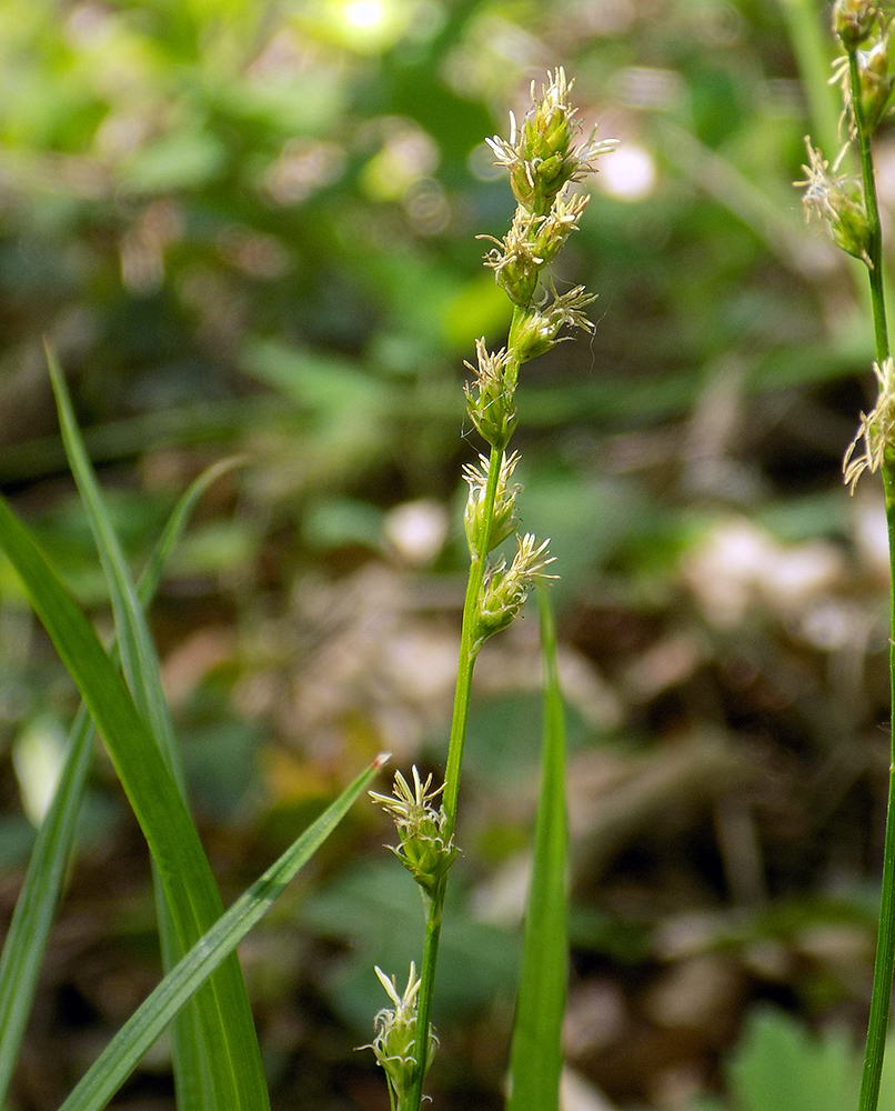 Image of Carex divulsa specimen.