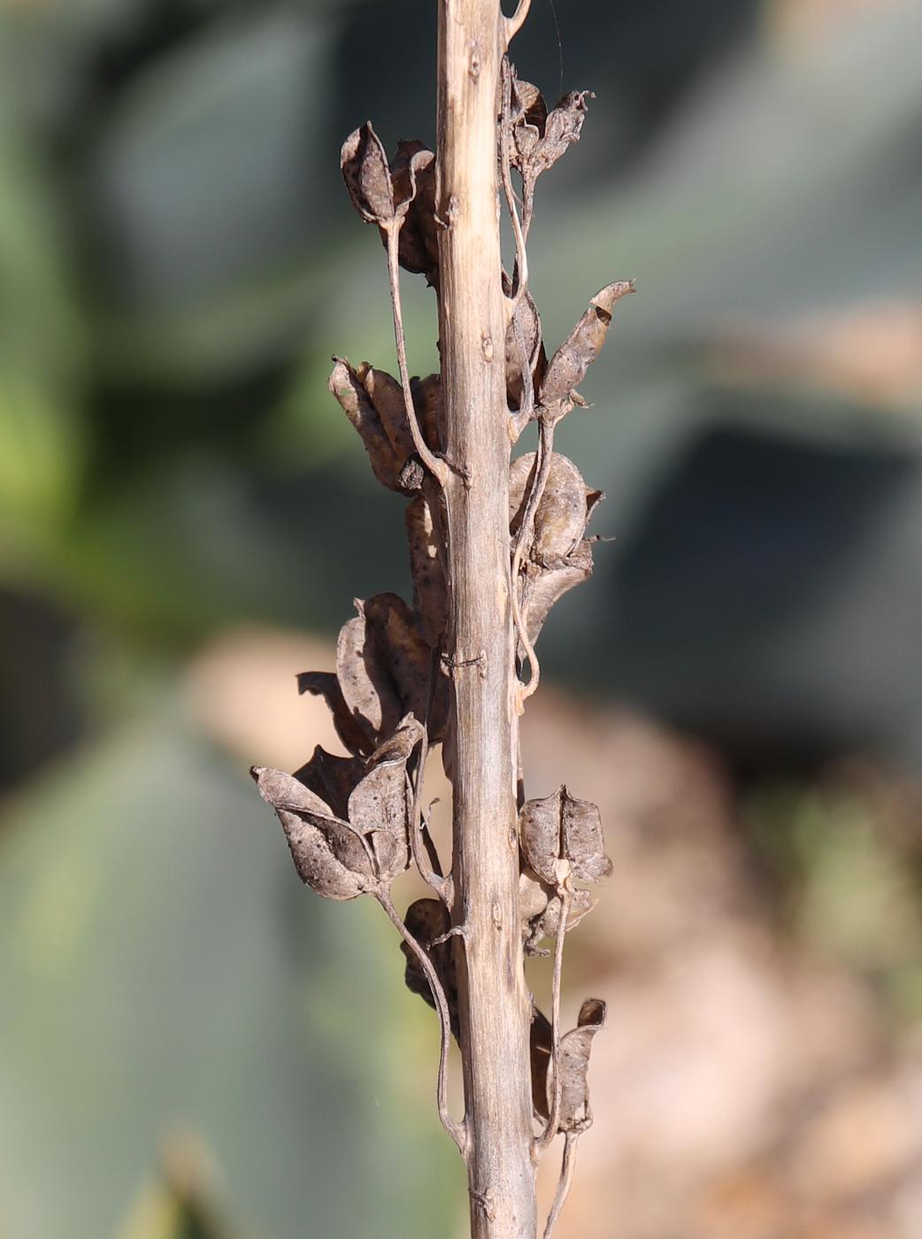 Image of Drimia aphylla specimen.