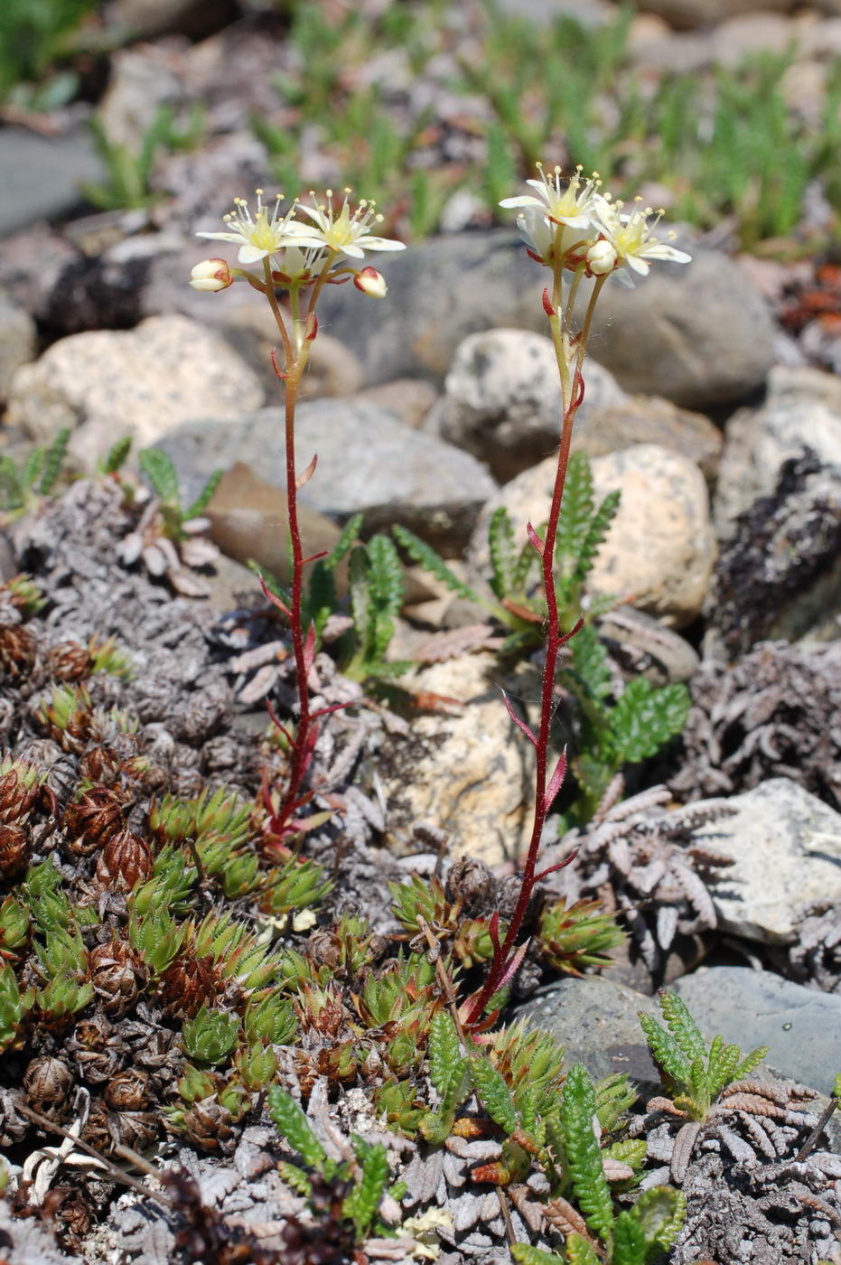 Изображение особи Saxifraga stelleriana.