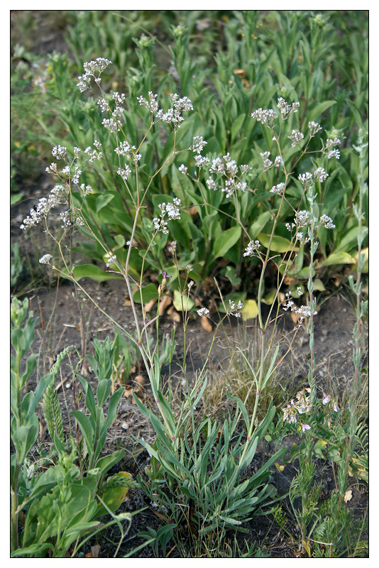 Image of Gypsophila altissima specimen.