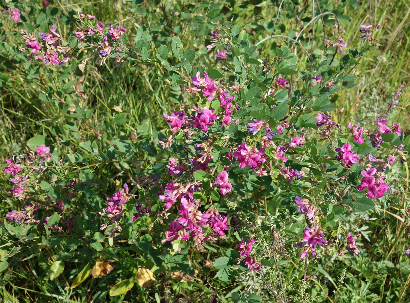 Изображение особи Lespedeza bicolor.