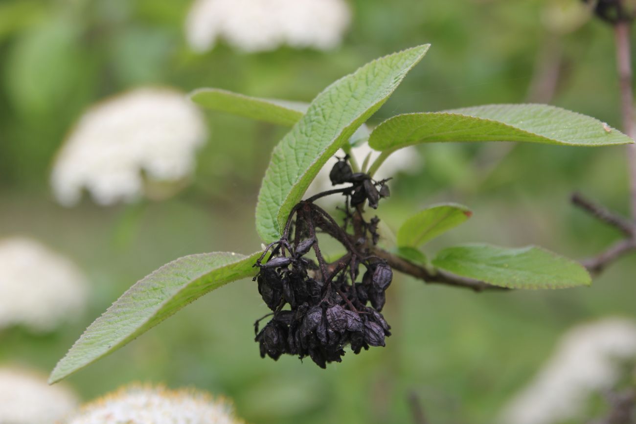 Image of Viburnum lantana specimen.