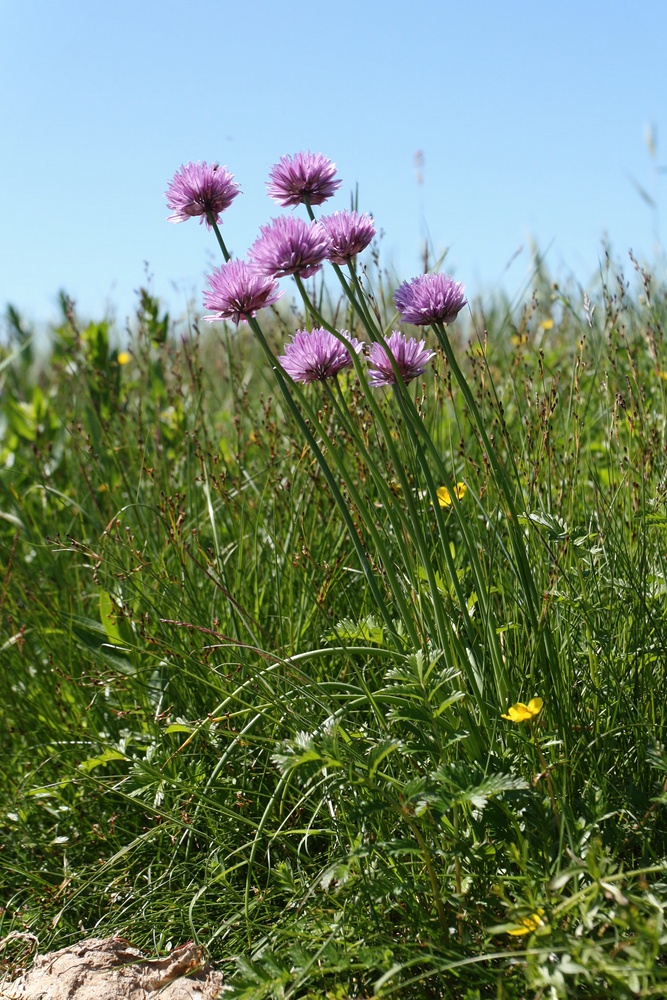 Изображение особи Allium schoenoprasum.