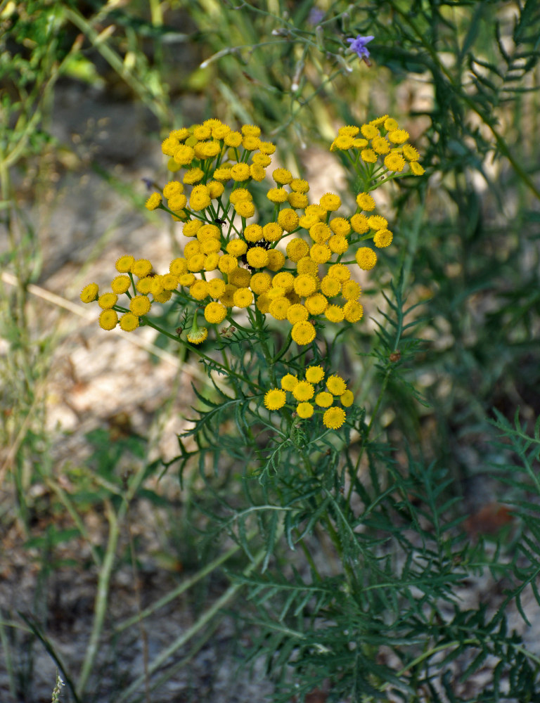 Image of Tanacetum vulgare specimen.