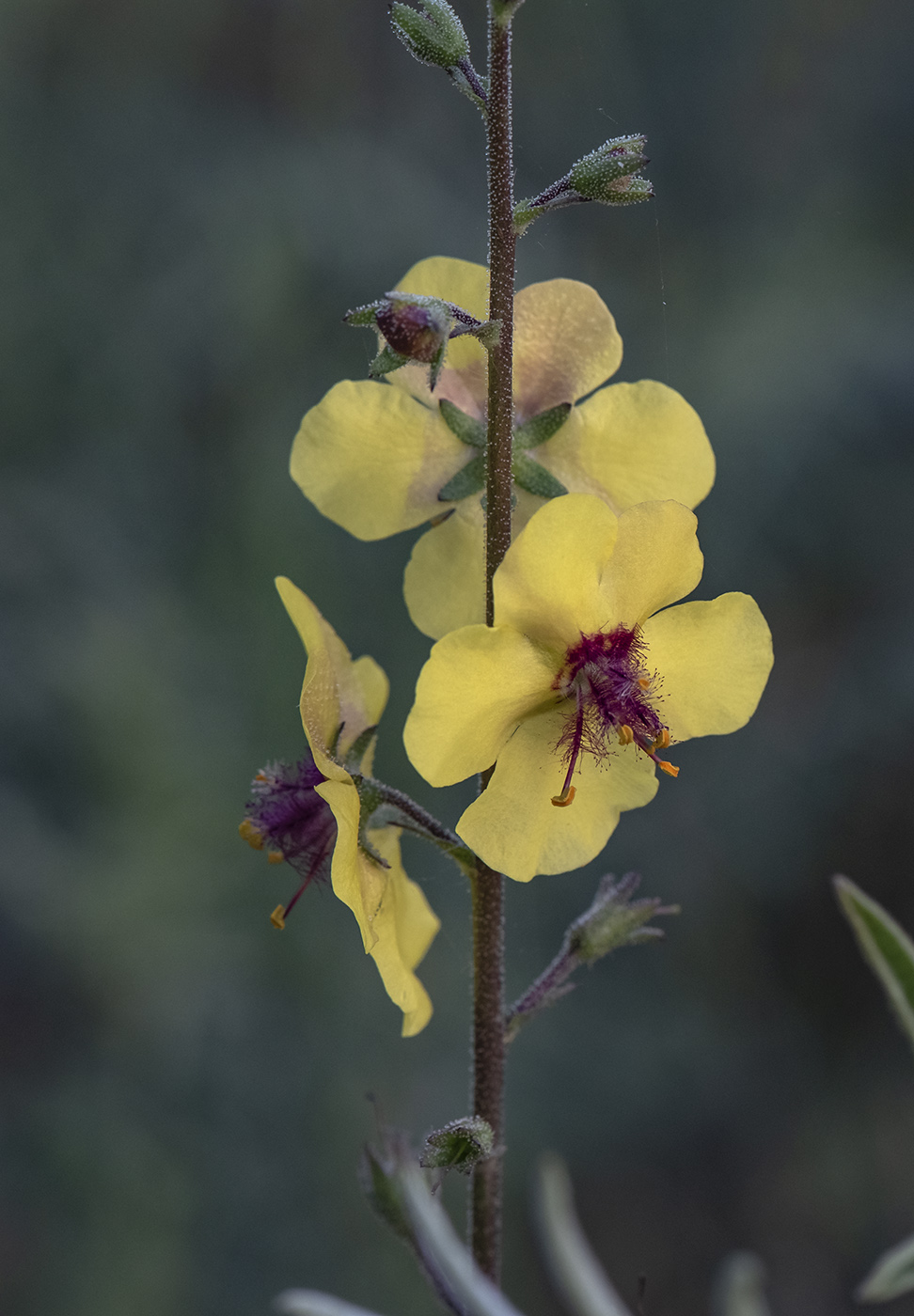 Изображение особи Verbascum blattaria.