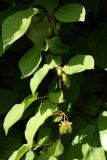 Actinidia kolomikta