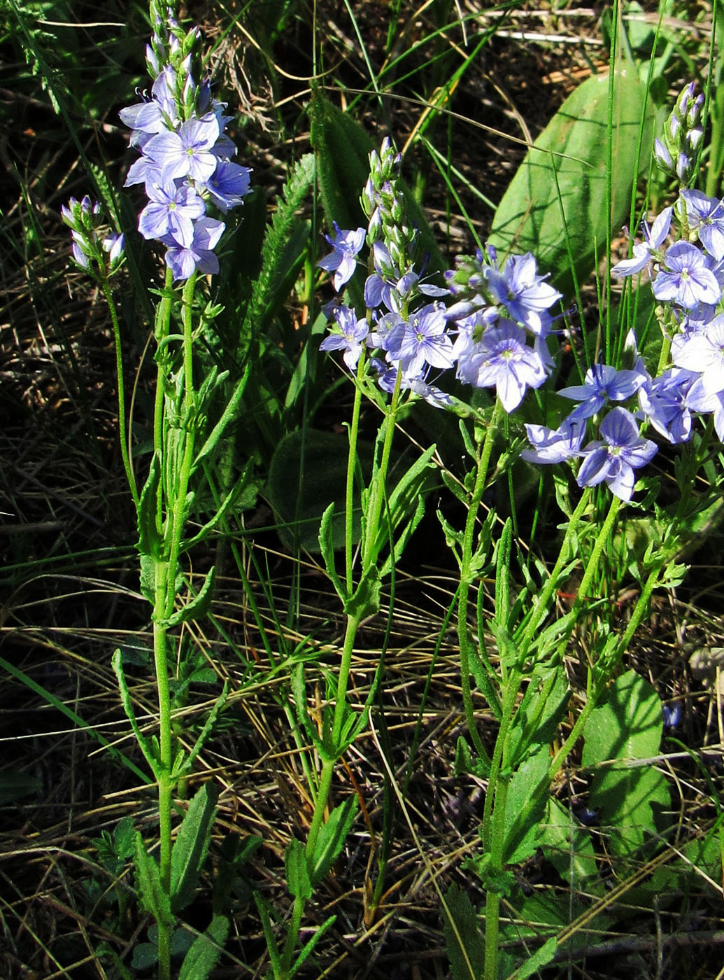 Image of Veronica prostrata specimen.