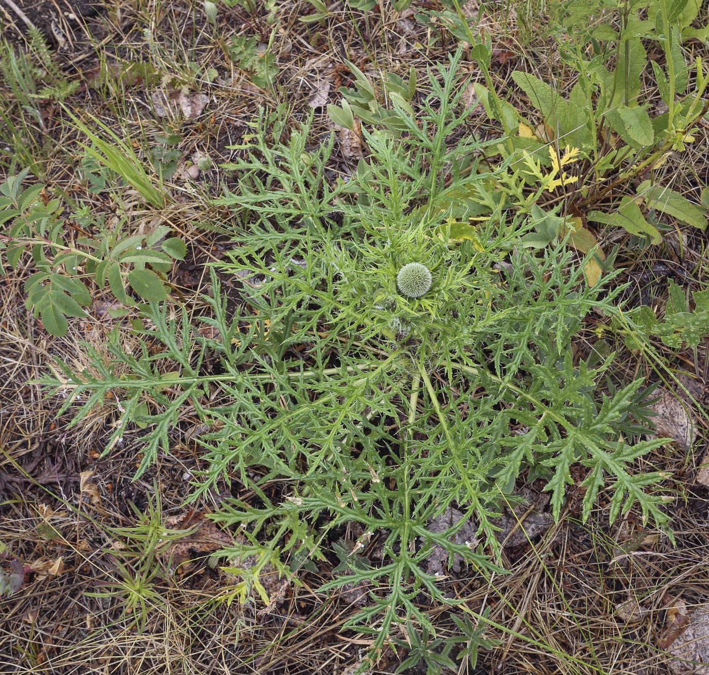 Image of Echinops ruthenicus specimen.