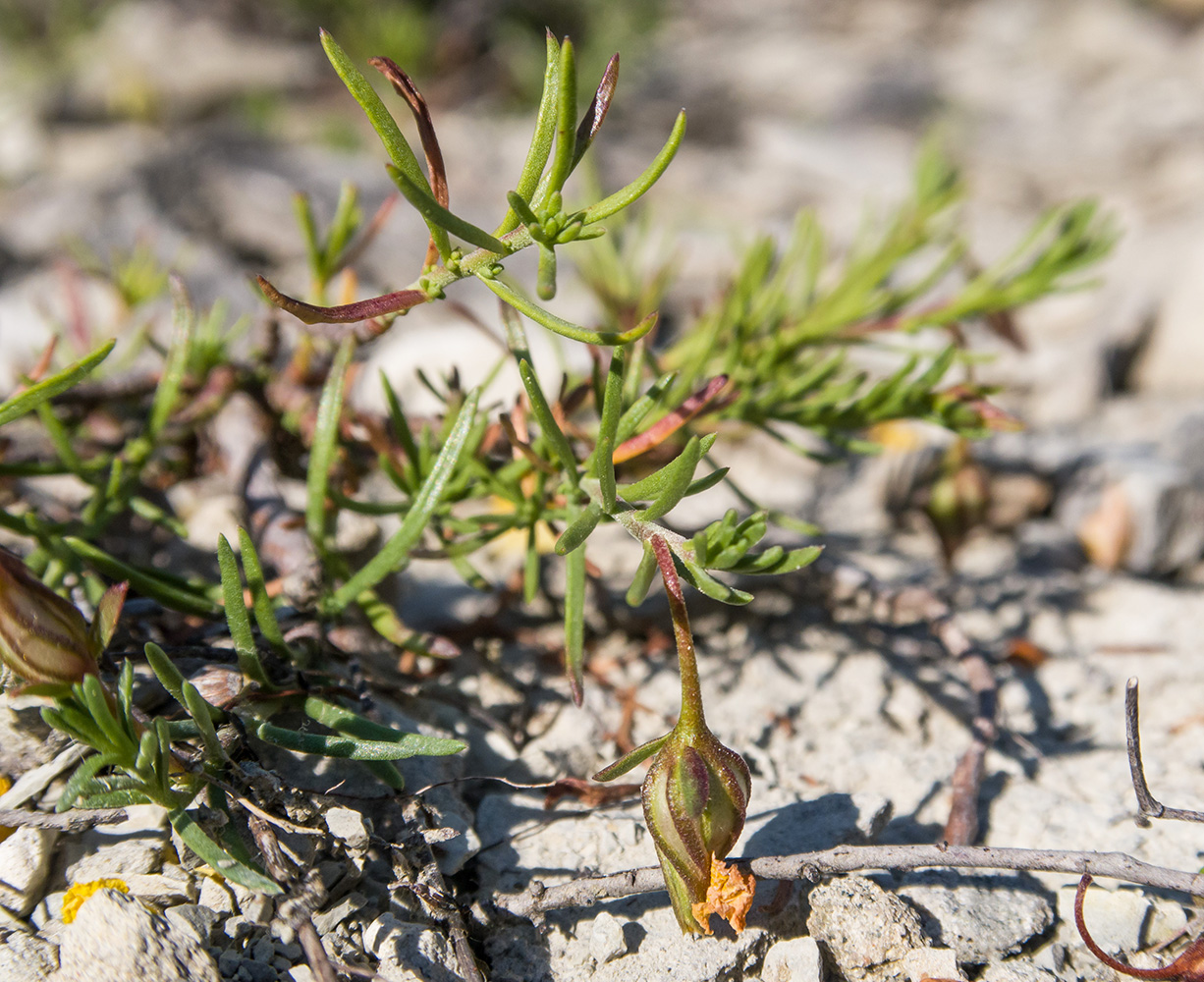 Image of Fumana procumbens specimen.