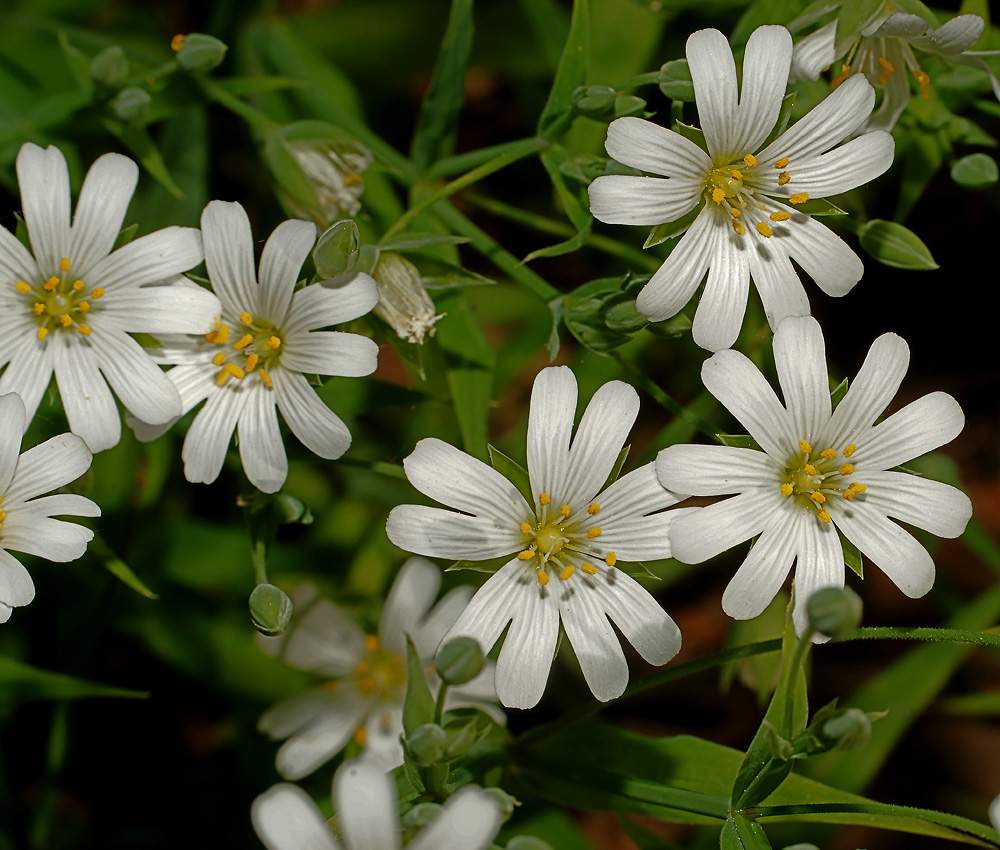 Image of Stellaria holostea specimen.