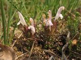 Pedicularis sylvatica. Цветущее растение. Нидерланды, провинция Drenthe, национальный парк Drentsche Aa, заказник Eexterveld, вересковая пустошь. 31 мая 2008 г.