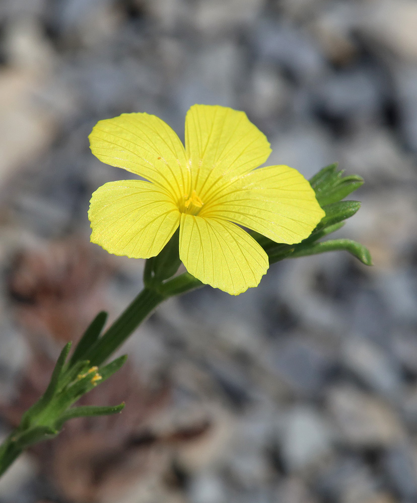 Изображение особи Linum nodiflorum.